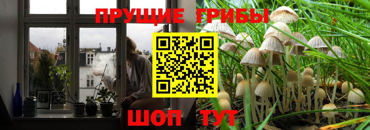 Псилоцибиновые грибы Psilocybine cubensis Бирск